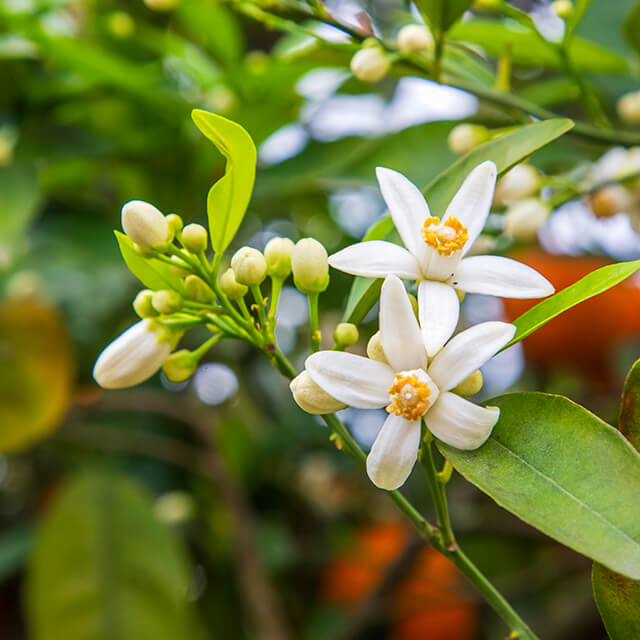 citrus blossom